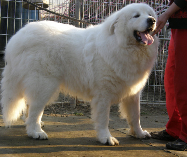 마님 이미지